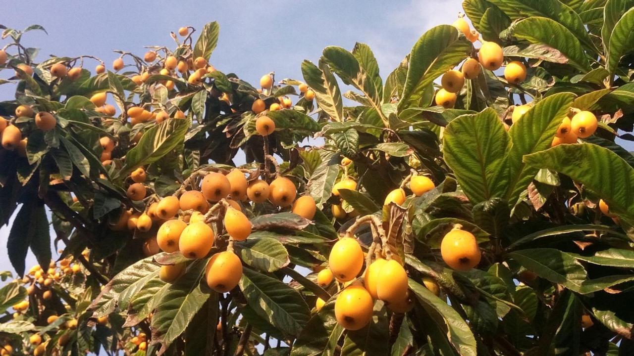 Zagara Di Sicilia Villa Marsala Eksteriør bilde